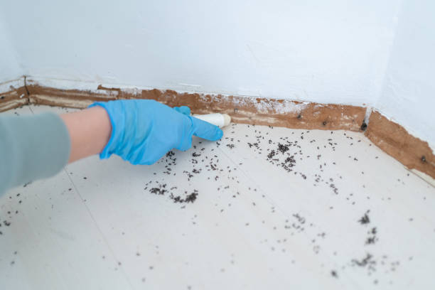 Reliable Kalispell, MT Pest Control Solutions